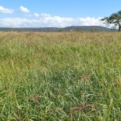 IMAGE_Gras van Afrika