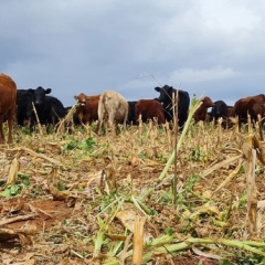 Intercropping IMAGE 1