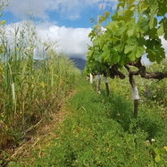 Increase resilience with living mulches IMAGE 1